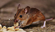 24 Hour & Emergency Exterminators in Millingtn, TN